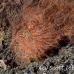 frogfish_hairy_ta_hsb_r_h_0279_kom5267.jpg